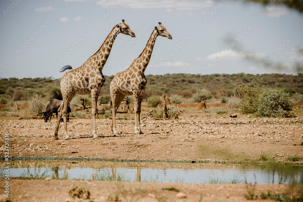 Obraz premium Giraffen, Namibia