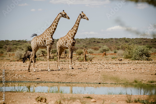 Fototapeta Naklejka Na Ścianę i Meble -  Giraffen, Namibia