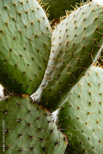 close up of cactus poster