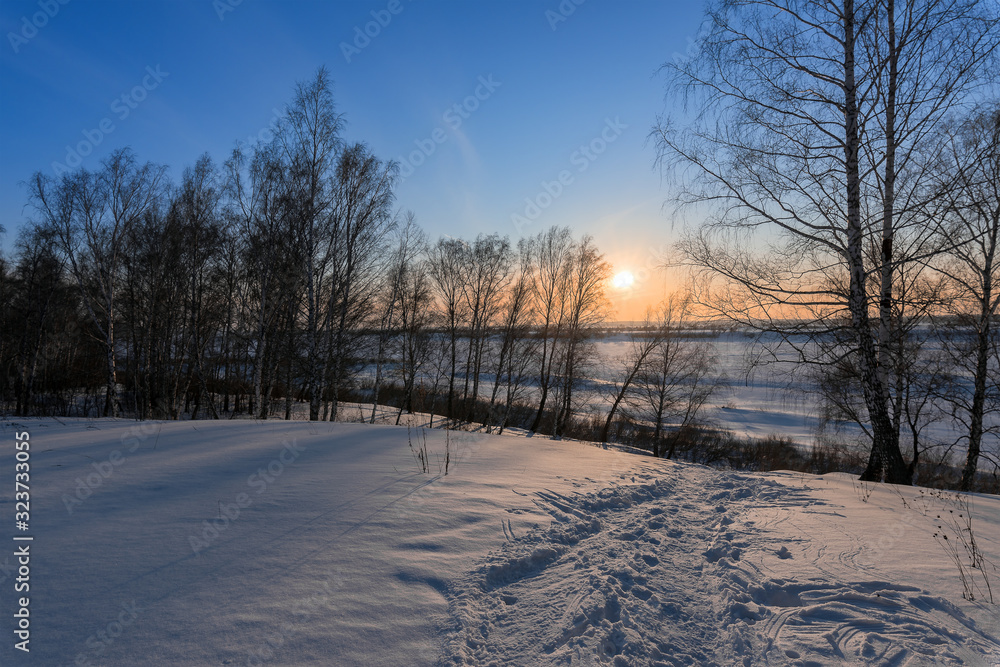 Birch trees and setting sun on the edge of a forest Birch trees and setting sun on the edge of a forest