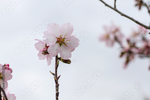 Almond flowers blooming