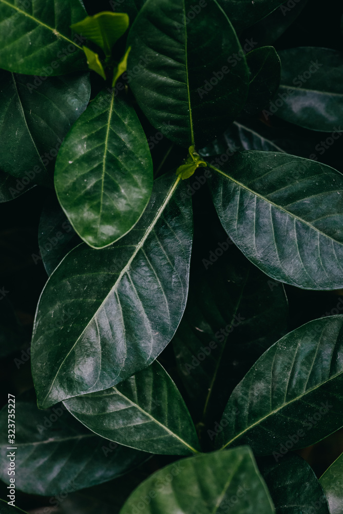 Abstract, nature Green leaf background and beautiful wallpaper. Abstract, nature Green leaf background and beautiful wallpaper.
