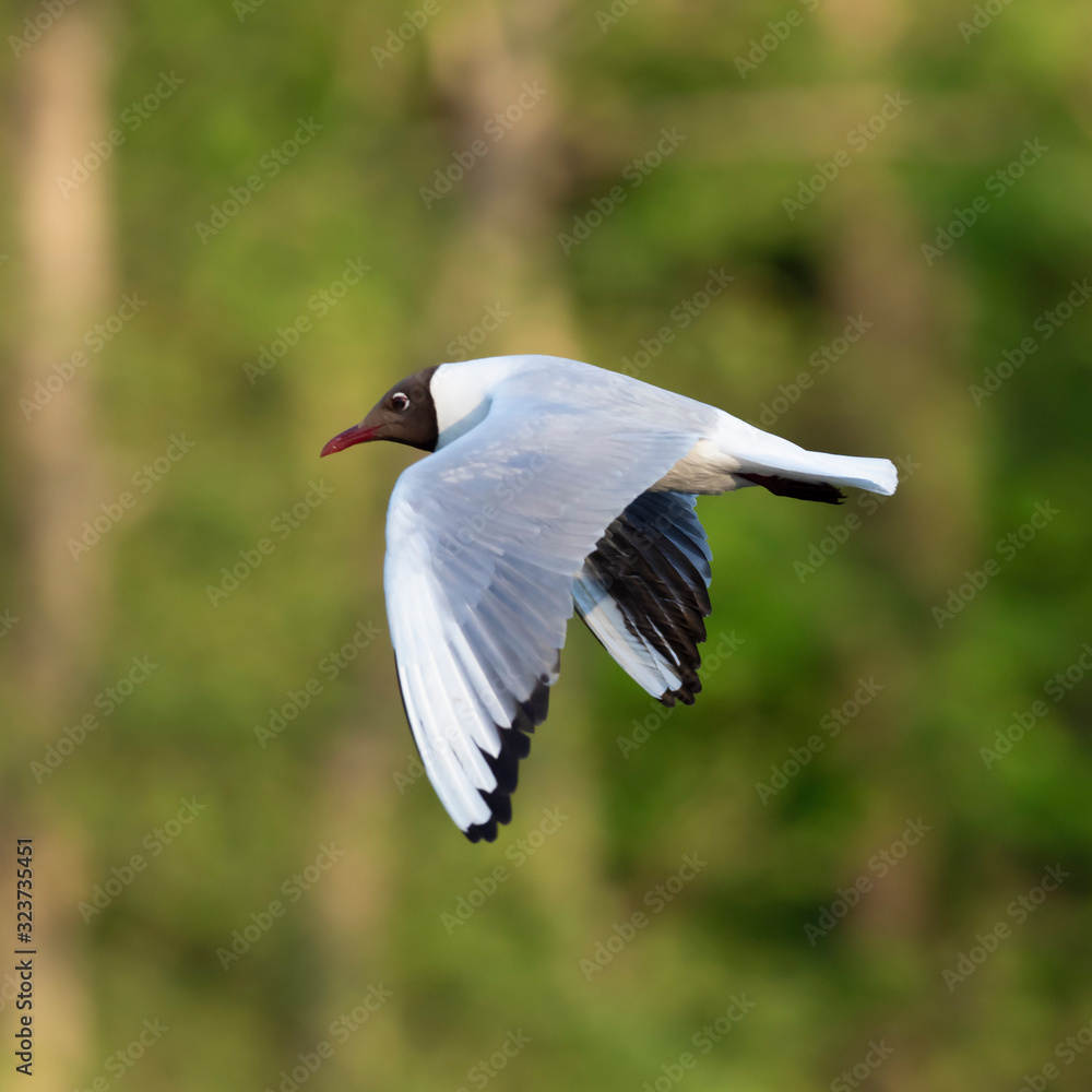 The black-headed gull (Chroicocephalus ridibundus) is a small gull that breeds in much of Europe and Asia The black-headed gull (Chroicocephalus ridibundus) is a small gull that breeds in much of Europe and Asia