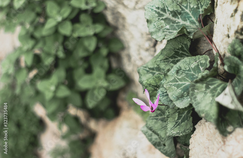 Cyclamen flowers in pink, purple, and white. In early winter bloom, the Jerusalem Forest, sataf reserve. Dark green leaves. Isolated by blurred background. photo