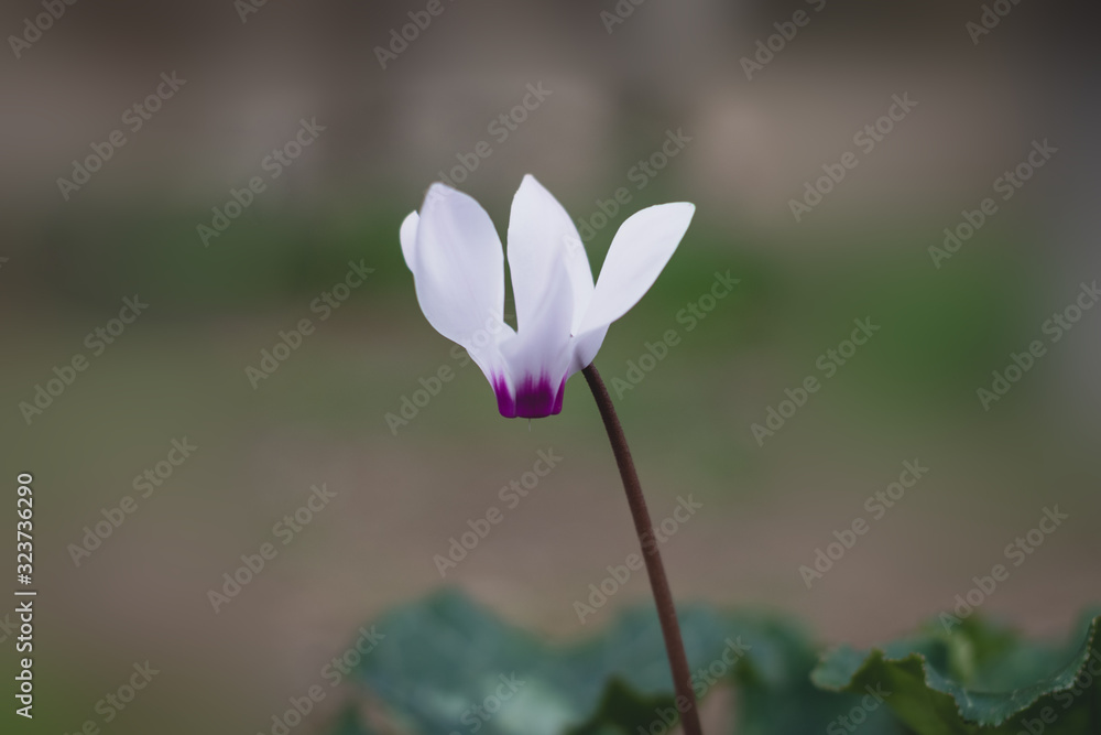 Cyclamen flowers in pink, purple, and white. In early winter bloom, the Jerusalem Forest, sataf reserve. Dark green leaves. Isolated by blurred background.