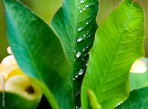 Raindrops sparkle on vibrant green leaves