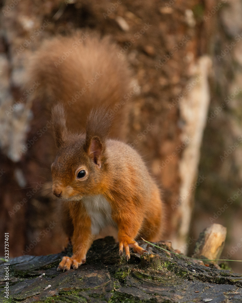 Red Squirrel in Scotland Red Squirrel in Scotland