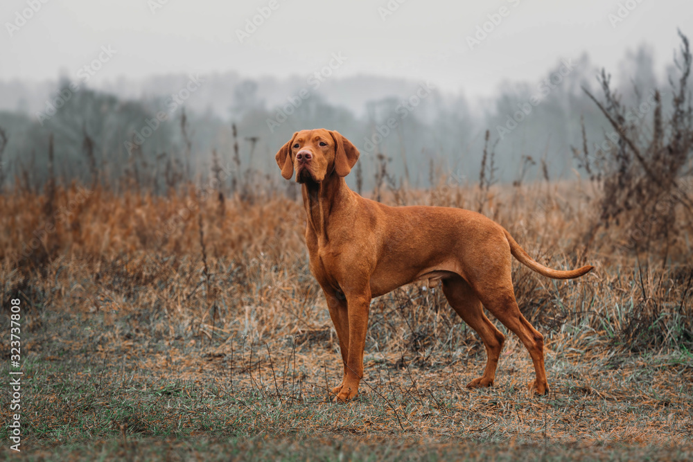 HUNTING hungarian vizsla DOG in the field on the hunt looks at the prey HUNTING hungarian vizsla DOG in the field on the hunt looks at the prey