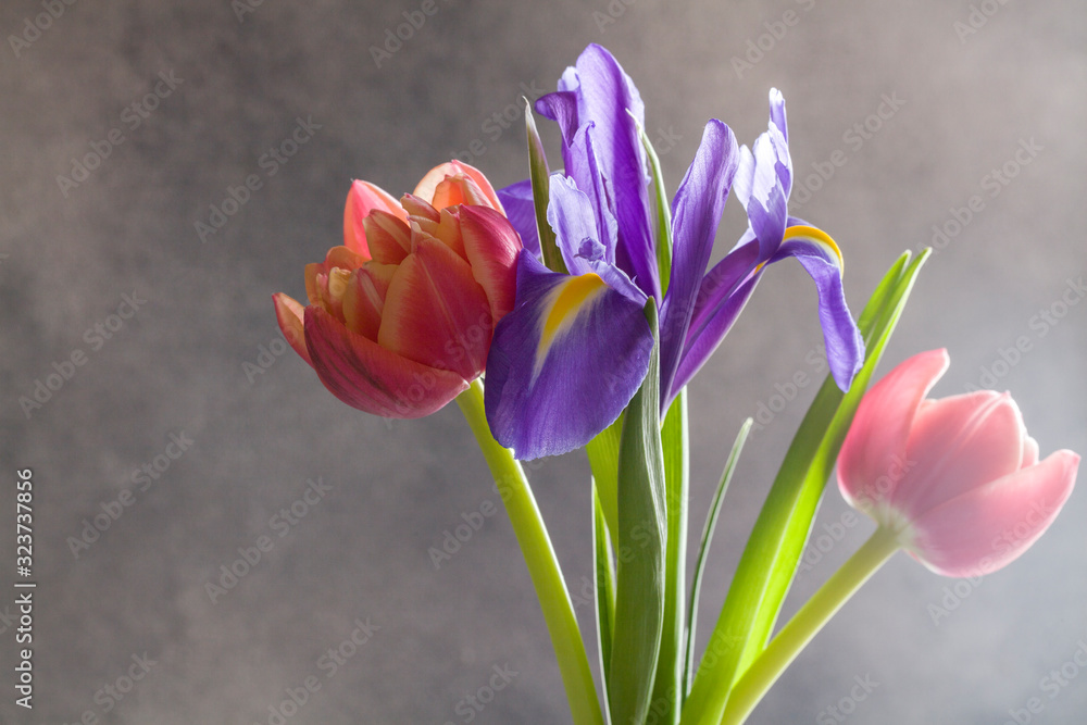red tulips and purple iris on gray background. Still life in the style of minimalism.