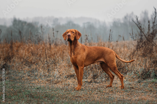 HUNTING hungarian vizsla DOG in the field on the hunt looks at the prey photo