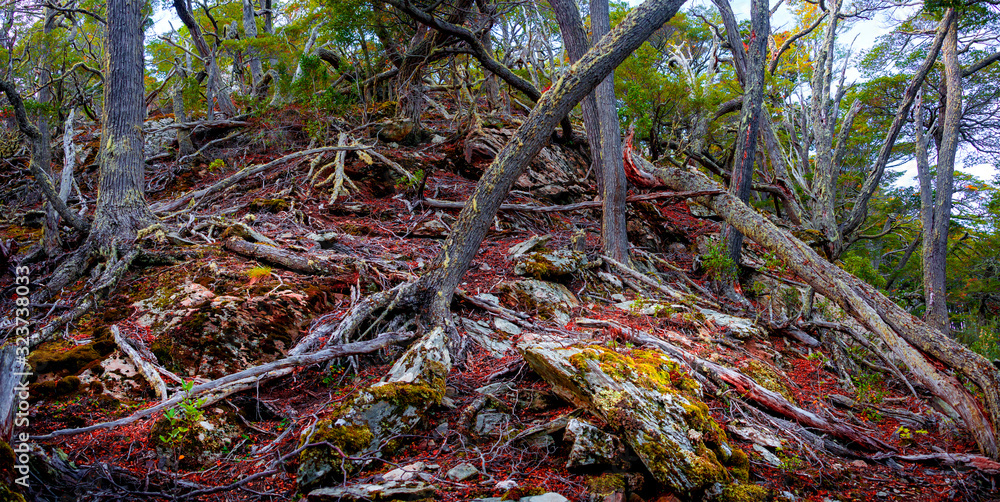 Magical austral Magellanic subpolar forests and turquoise lagoon Magical austral Magellanic subpolar forests and turquoise lagoon
