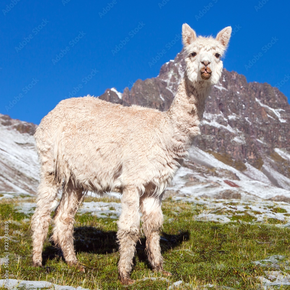 Fototapeta premium llama or lama on mountains