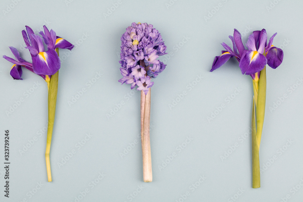 purple irises and hyacinth on blue background. Still life in the style of minimalism. purple irises and hyacinth on blue background. Still life in the style of minimalism.