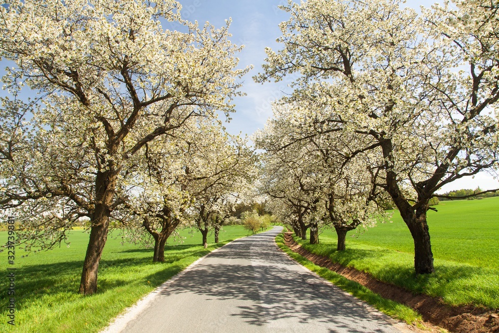 road and alley of flowering cherry trees road and alley of flowering cherry trees