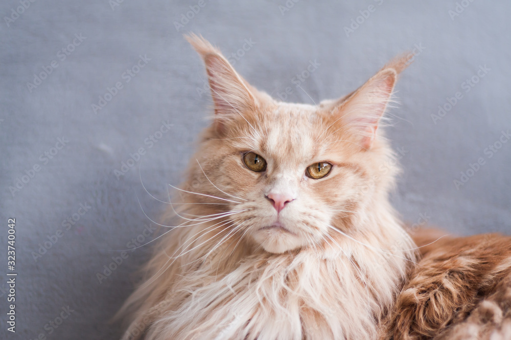 Portrait of a adult tabby maine coon cat
