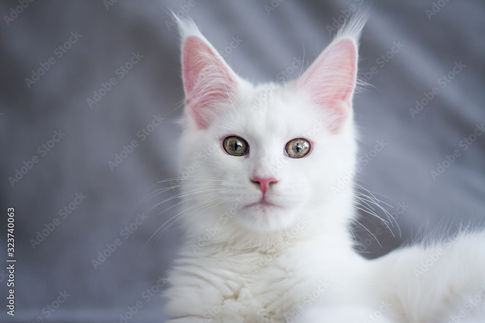 Portrait of a beautiful white fluffy maine coon kitty cat Portrait of a beautiful white fluffy maine coon kitty cat