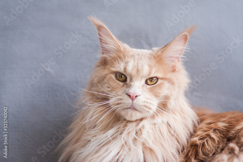 Portrait of a adult tabby maine coon cat