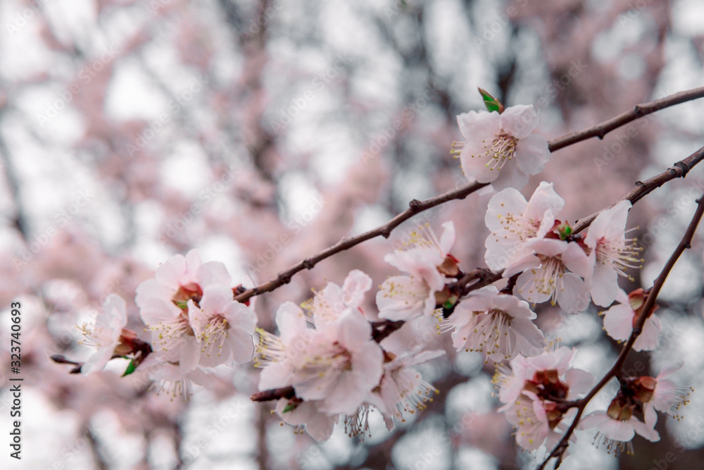 tender blooming in spring, warming, sunny day. beautiful young apricot flower on a branch in the garden, close-up tender blooming in spring, warming, sunny day. beautiful young apricot flower on a branch in the garden, close-up