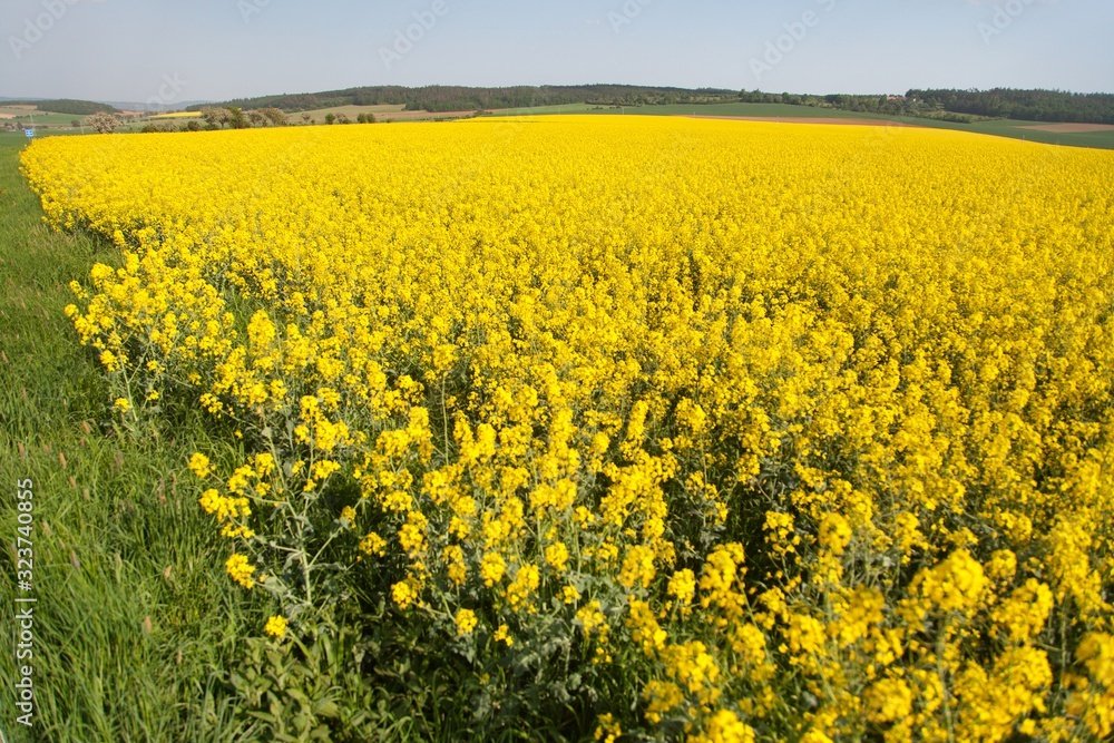 Rapeseed, canola or colza field in Latin Brassica Napus Rapeseed, canola or colza field in Latin Brassica Napus
