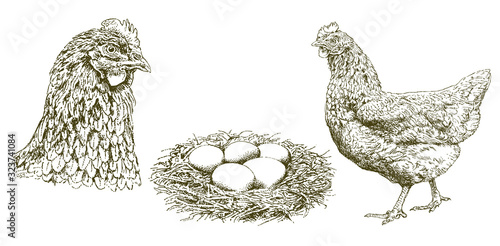 Chicken, hen, eggs in a nest, hand drawn illustration.