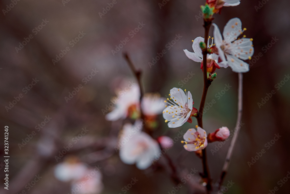 tender blooming in spring, young leaves, warming on a sunny day. beautiful young apricot flower on a green branch in the garden, close-up... tender blooming in spring, young leaves, warming on a sunny day. beautiful young apricot flower on a green branch in the garden, close-up...