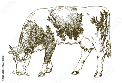 Cow grazing on meadow. Hand drawn illustration.