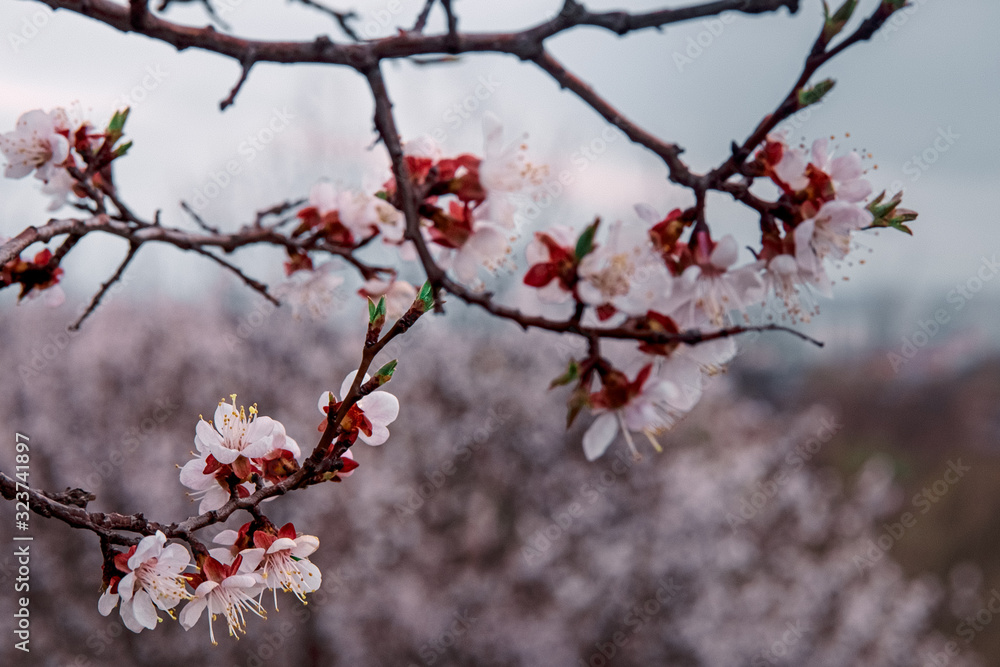 tender blooming in spring, young leaves, warming on a sunny day. beautiful young apricot flower on a green branch in the garden, close-up.. tender blooming in spring, young leaves, warming on a sunny day. beautiful young apricot flower on a green branch in the garden, close-up..