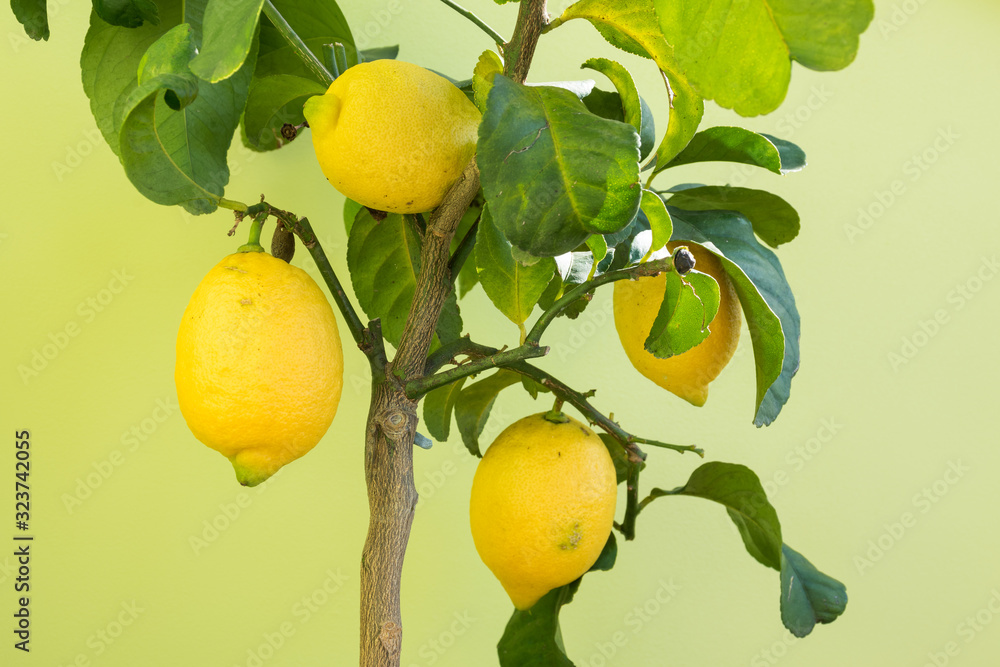 Small home grown lemon tree with organic fruits isolated on light background Small home grown lemon tree with organic fruits isolated on light background