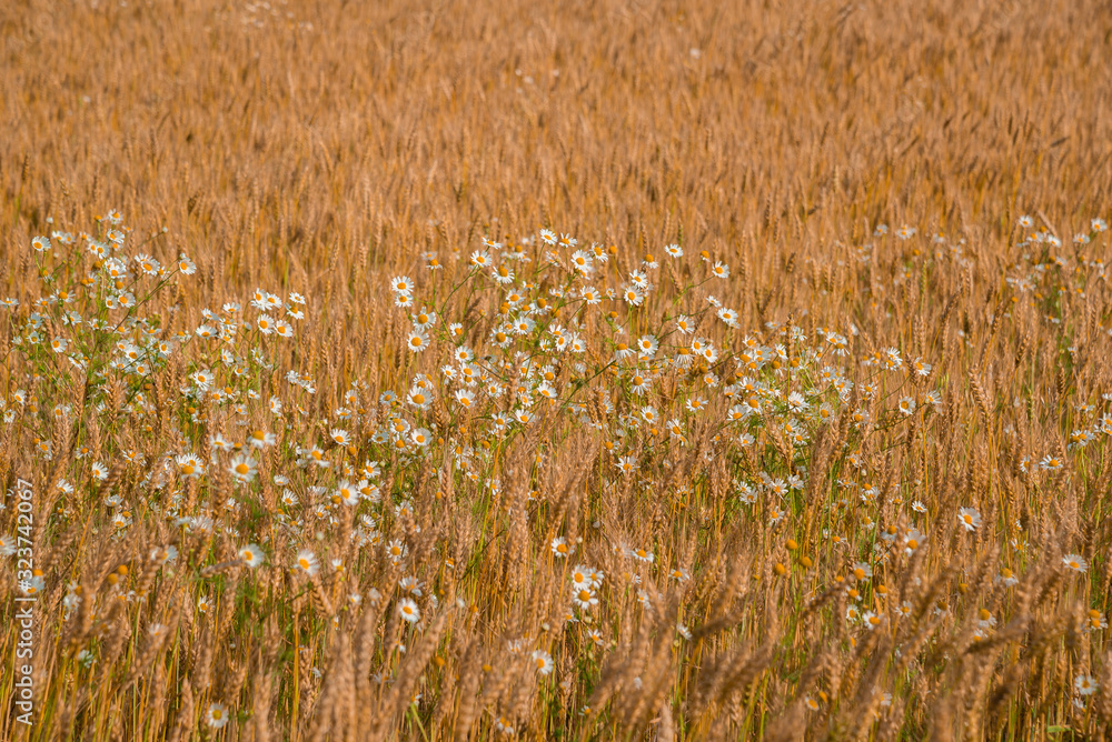 Obraz premium White wild daisies in a ripe wheat field