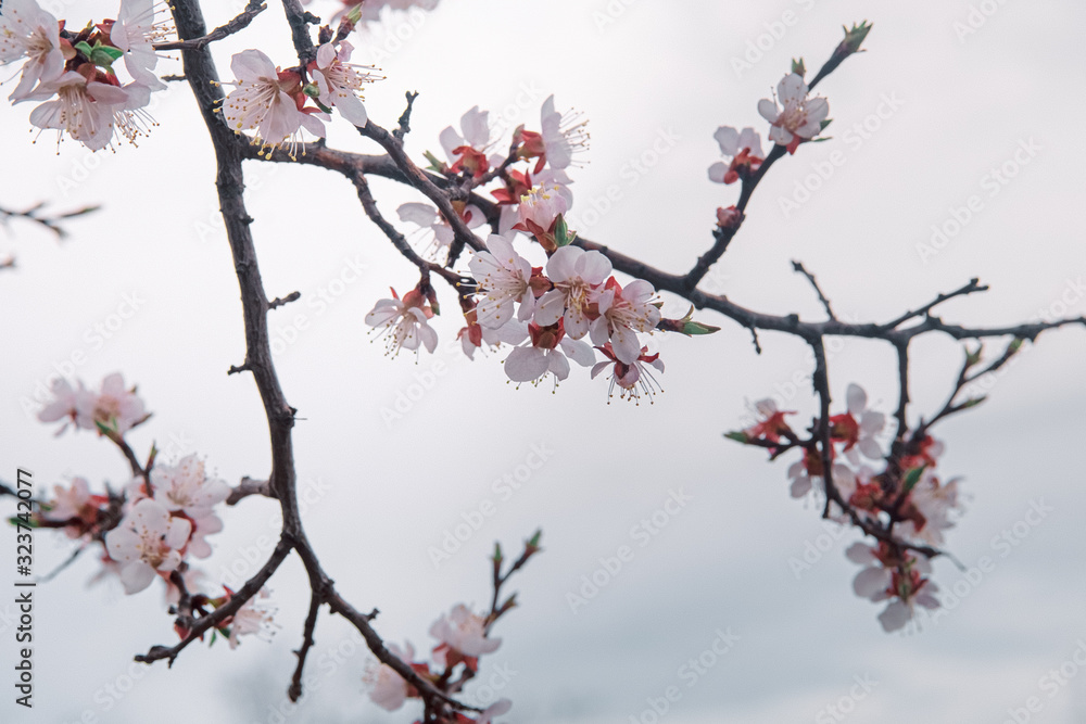 tender blooming in spring, young leaves, warming on a sunny day. beautiful young apricot flower on a green branch in the garden, close-up.. tender blooming in spring, young leaves, warming on a sunny day. beautiful young apricot flower on a green branch in the garden, close-up..