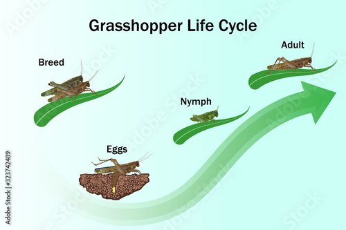 Fototapeta Grasshopper life Cycle vector for Education,Agricultural,Science,Graphic design,Artwork