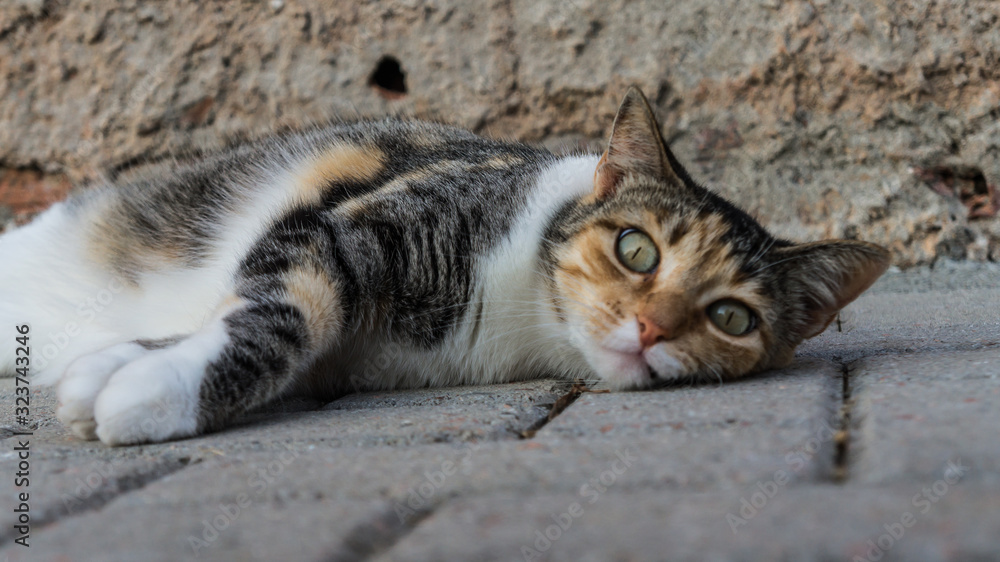 Gatinho e seus Olhos Lindos Gatinho e seus Olhos Lindos