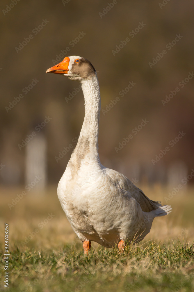 Domestic geese in the village, Anser anser domesticus or Anser cygnoides domesticus, domesticated greylag goose, swan geese kept by humans. Large goose at the open meadow lawn on the grass Domestic geese in the village, Anser anser domesticus or Anser cygnoides domesticus, domesticated greylag goose, swan geese kept by humans. Large goose at the open meadow lawn on the grass
