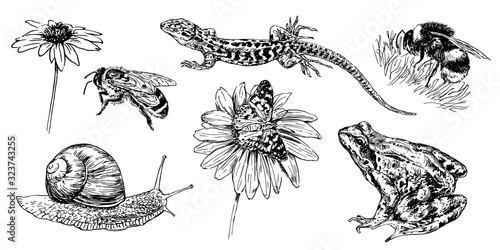 Collection of hand drawn animals and insect.