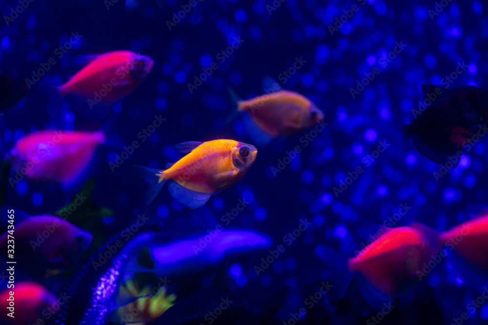 Nice neon glowfish in freshwater tank nature water color painted aquarium Nice neon glowfish in freshwater tank nature water color painted aquarium