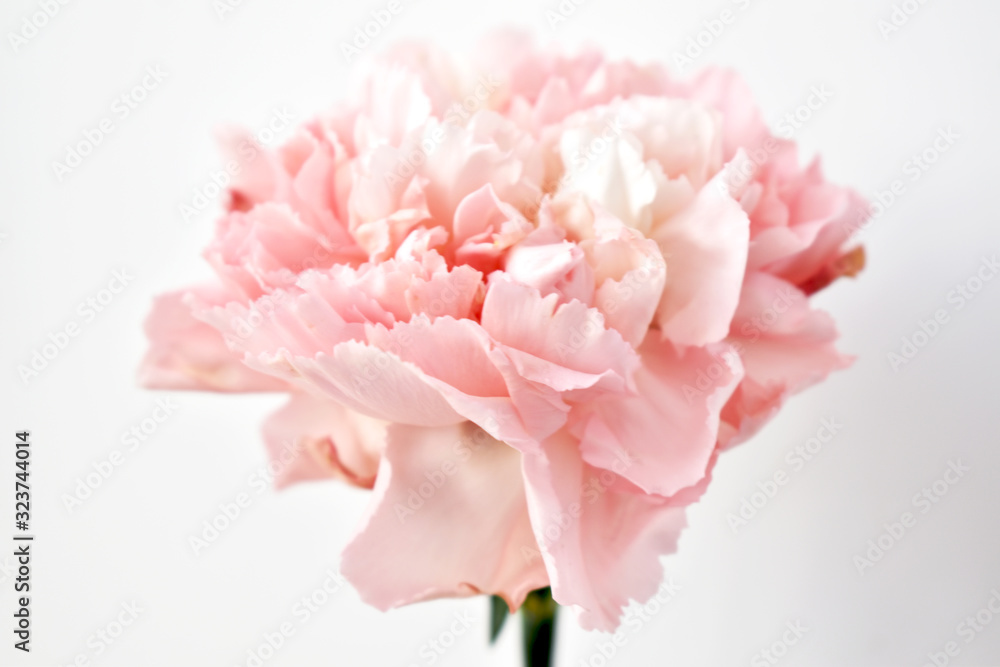 bouquet of pink peonies