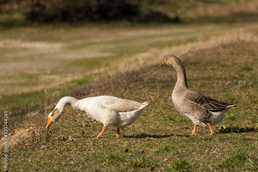Domestic geese in the village, Anser anser domesticus or Anser cygnoides domesticus, domesticated greylag goose, swan geese kept by humans. Large goose at the open meadow lawn on the grass Domestic geese in the village, Anser anser domesticus or Anser cygnoides domesticus, domesticated greylag goose, swan geese kept by humans. Large goose at the open meadow lawn on the grass