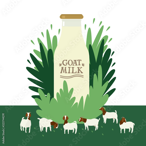 Farming today A milk bottle on floral background Boer goats grazing on a green meadow Cartoon flat vector illustration Countryside and farmland, agricultural industrial Organic farm shop or market