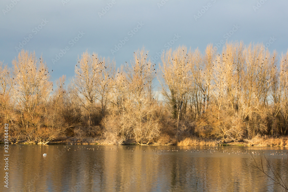 Great cormorant (Phalacrocorax carbo) or great black european cormorant roosting place, large cormorant flock roosting on the top of white trees with cormorants in flight over the river 