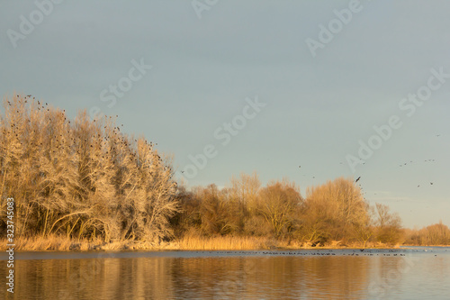Great cormorant (Phalacrocorax carbo) or great black european cormorant roosting place, large cormorant flock roosting on the top of white trees with cormorants in flight over the river 