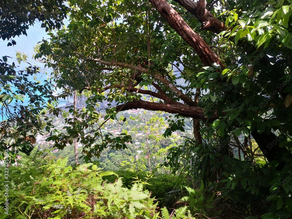Seychellen, Karibik, Malediven, Mauritius, Reunion, Hawaii, Strand, Meer, Sonne, Urlaub, Reisen, Ferien, Palmen, Beach, Tropisch, Insel, Himmel, Wasser, Sommer, Paradies, Dschungel, Küste Seychellen, Karibik, Malediven, Mauritius, Reunion, Hawaii, Strand, Meer, Sonne, Urlaub, Reisen, Ferien, Palmen, Beach, Tropisch, Insel, Himmel, Wasser, Sommer, Paradies, Dschungel, Küste