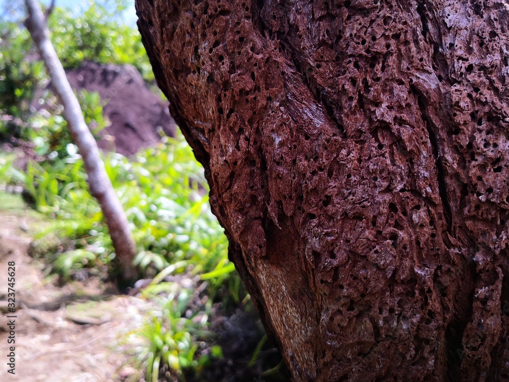 Seychellen, Karibik, Malediven, Mauritius, Reunion, Hawaii, Strand, Meer, Sonne, Urlaub, Reisen, Ferien, Palmen, Beach, Tropisch, Insel, Himmel, Wasser, Sommer, Paradies, Dschungel, Küste