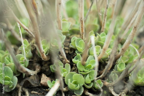 young plant in the garden