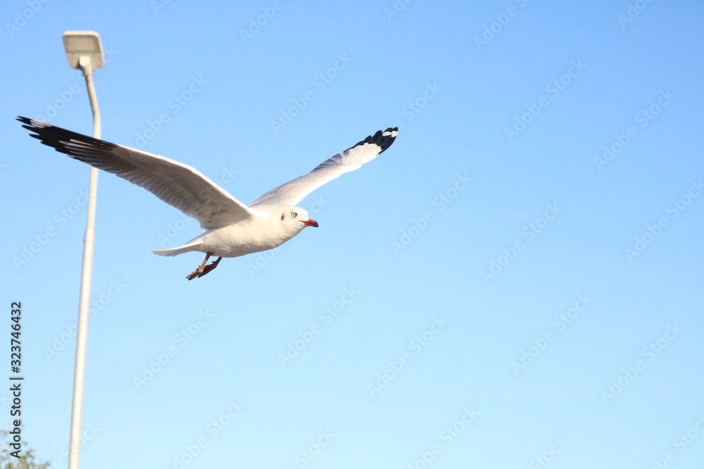 Obraz premium seagull in flight