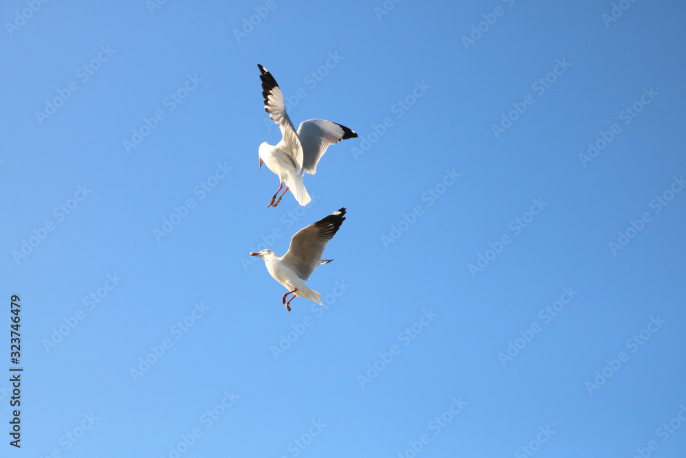 seagull flying in the blue sky seagull flying in the blue sky