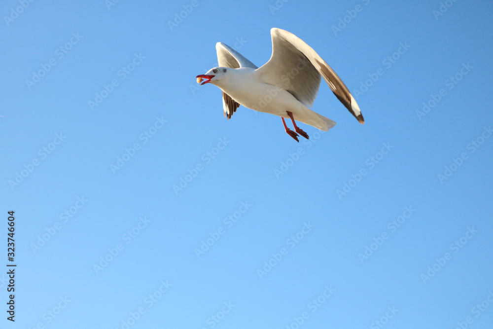 Fototapeta premium seagull flying in the blue sky