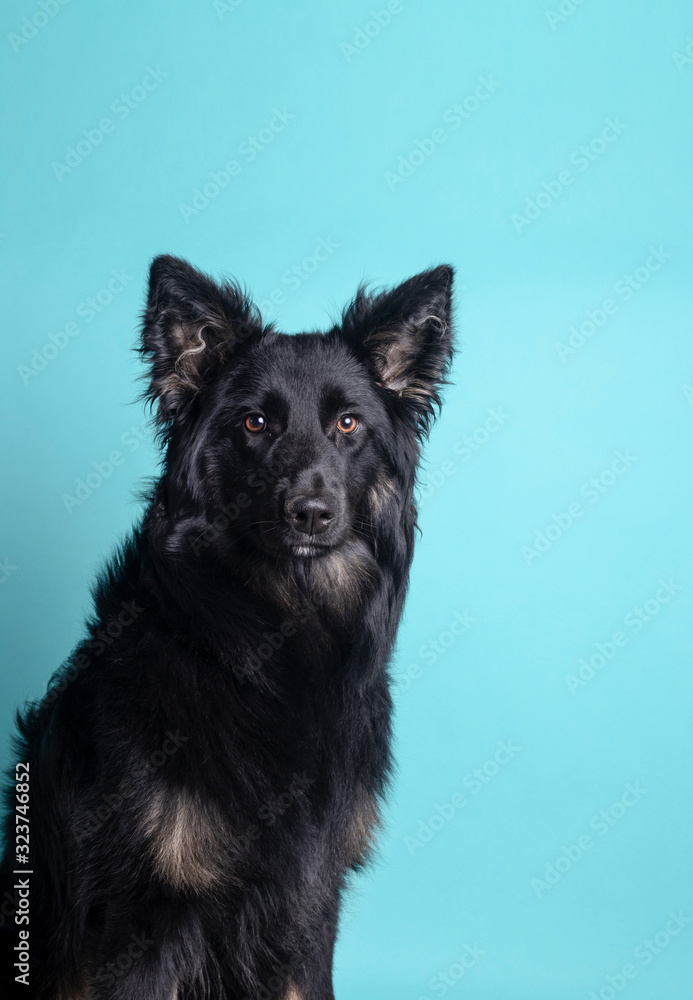 Portrait of beautiful black Border Collie looking towards camera on blue background