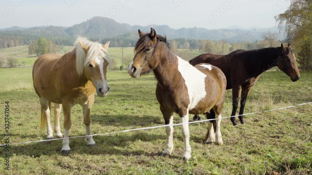 Three horses stand still in nature in a paddock. Three horses stand still in nature in a paddock.