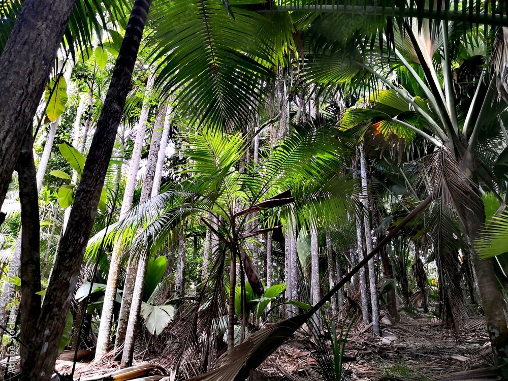 Naklejka premium Seychellen, Karibik, Malediven, Mauritius, Reunion, Hawaii, Strand, Meer, Sonne, Urlaub, Reisen, Ferien, Palmen, Beach, Tropisch, Insel, Himmel, Wasser, Sommer, Paradies, Dschungel, Küste