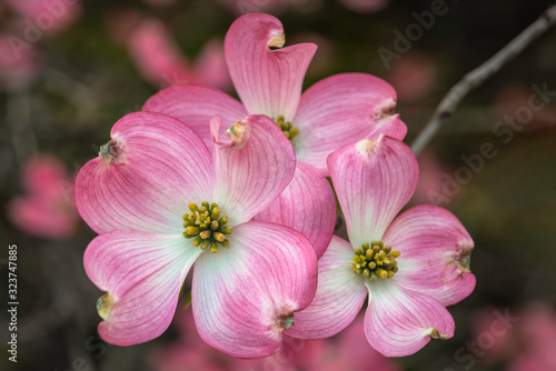 Pink dogwood tree in full bloom